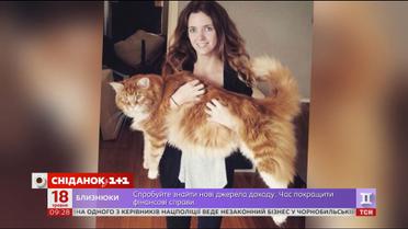 В Австралии появился претендент на звание самого длинного кота в мире