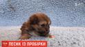 Китаянка клонувала свого песика за 56 тисяч доларів
