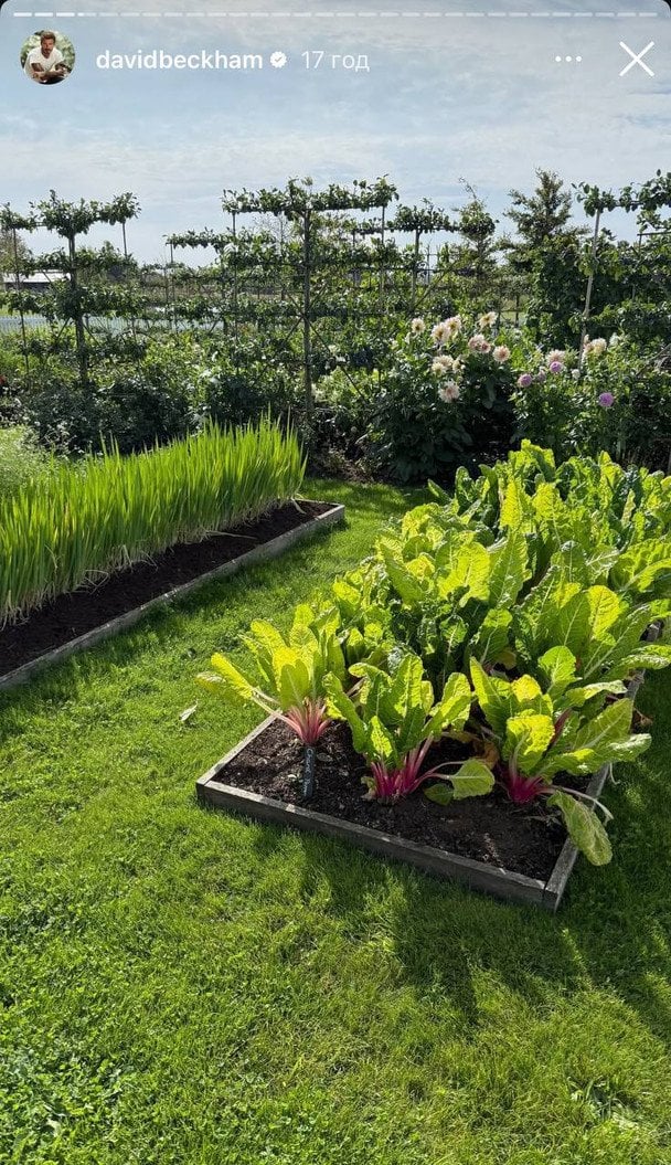 Зелені грядки у саду Девіда Бекхема.
