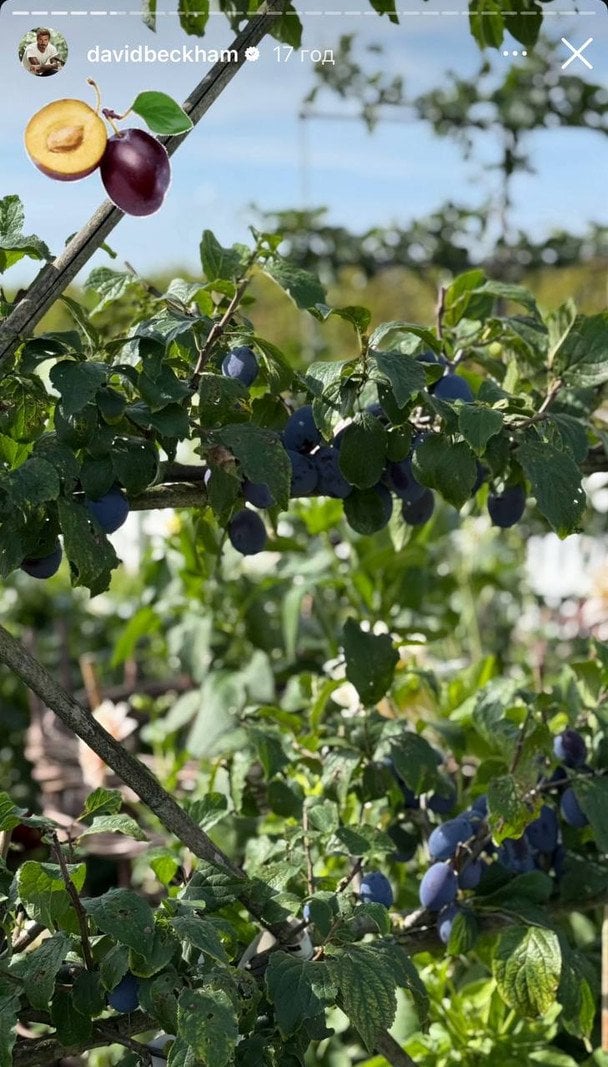 Сливи з саду Девіда Бекхема в Котсуолдсі.