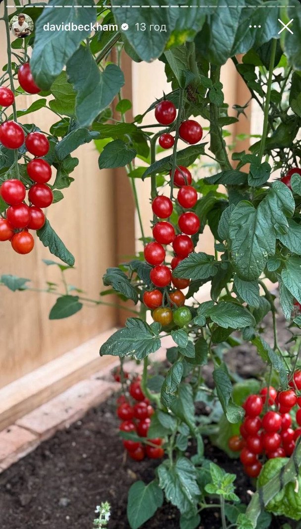 Соковиті помідори чері з городу Девіда Бекхема.
