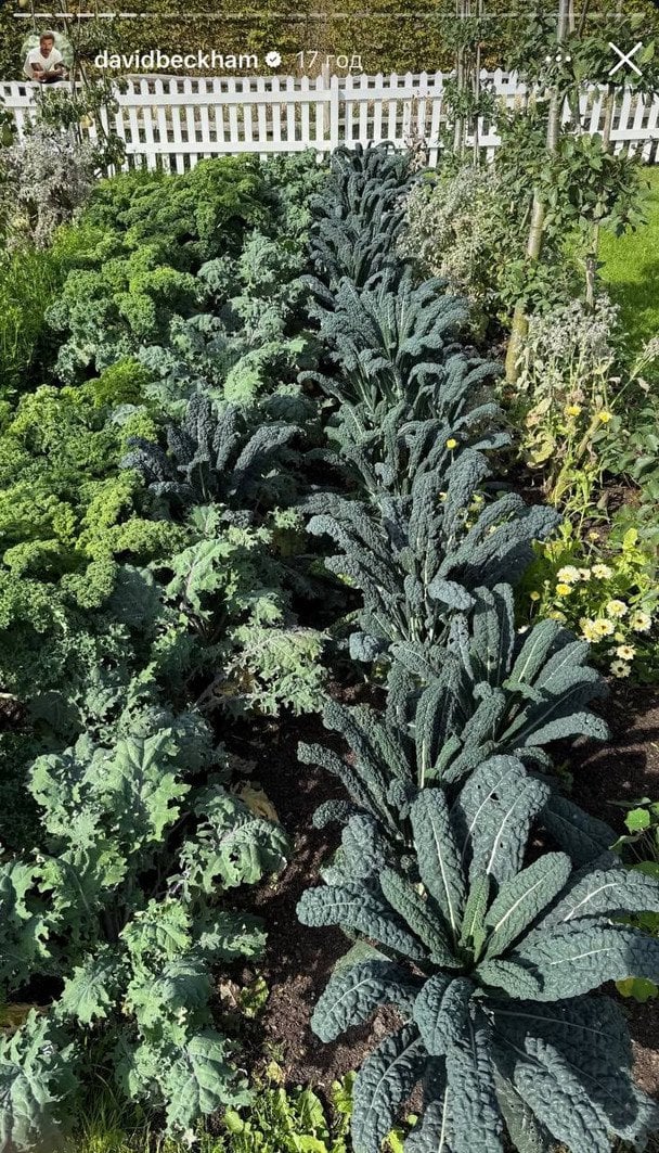 Ряди капусти на городі Девіда Бекхема.