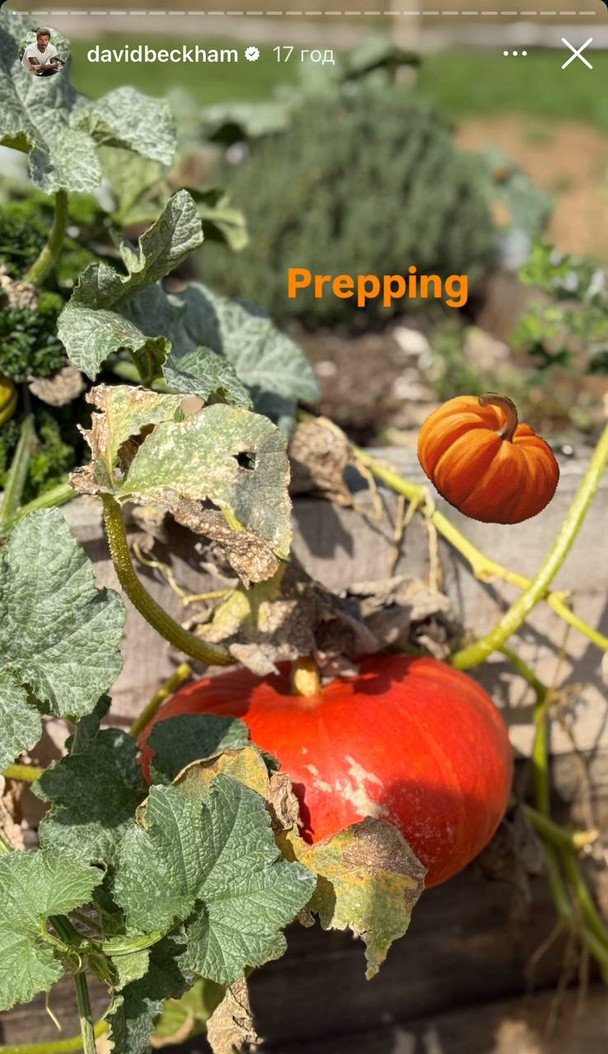 Гарбуз із городу Девіда Бекхема