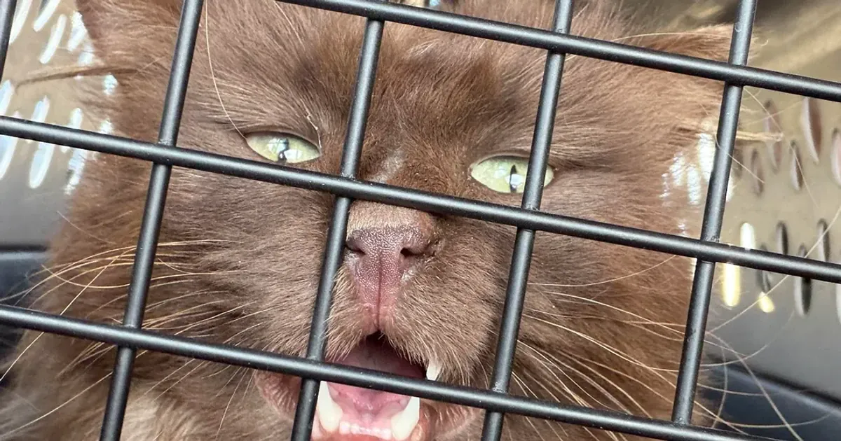 Шоколодний кіт