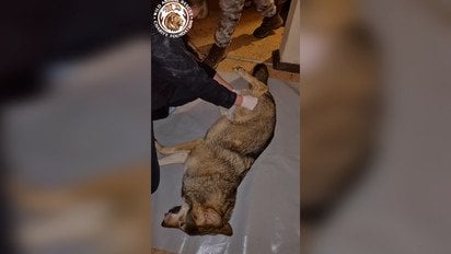 Жах у Києві: домашній вовк напав на власницю і не пускав її до квартири