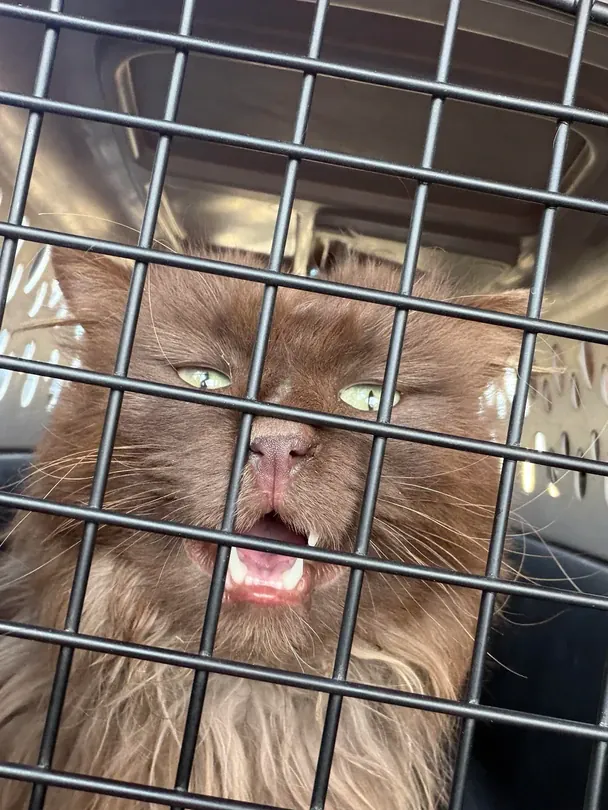 Жінка почула плач біля дверей — коли відчинила, побачила несподіваного гостя