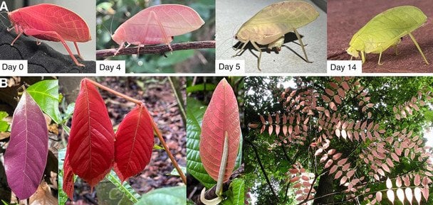 Arota festae / © ESA