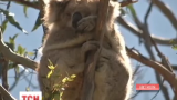 В австралійському штаті Вікторія влаштували масову міграцію коал