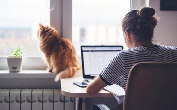 Вчені дослідили, як віддалена робота негативно пливає на пси
