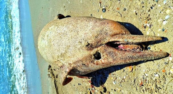 Черное море теряет дельфинов. Фото Национального природного парка Тузловские лиманы