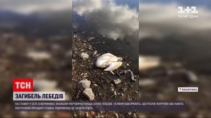 Новини Вінницької області: на ставку знайшли понад сотню мертвих лебедів