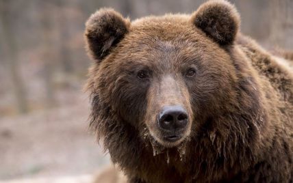 Около сел на Львовщине заметили бурого медведя: людей призывают быть осторожными