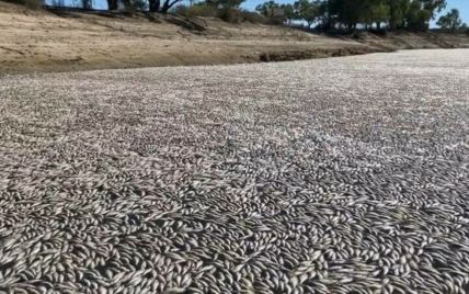 Мільйони мертвих риб переповнили річку: жахливі кадри масового мору (відео)