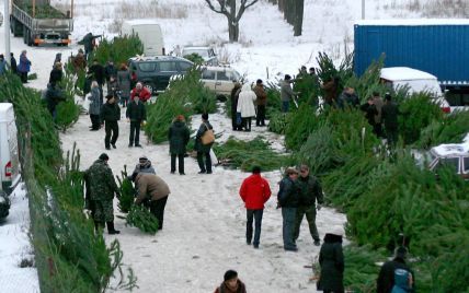 В Украине начинают продавать живые елки к новогодним праздникам