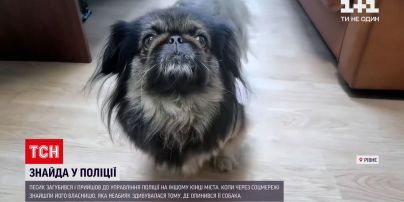 Новости Украины: в Ровенской области полицейские вернули потерянного пикинеса