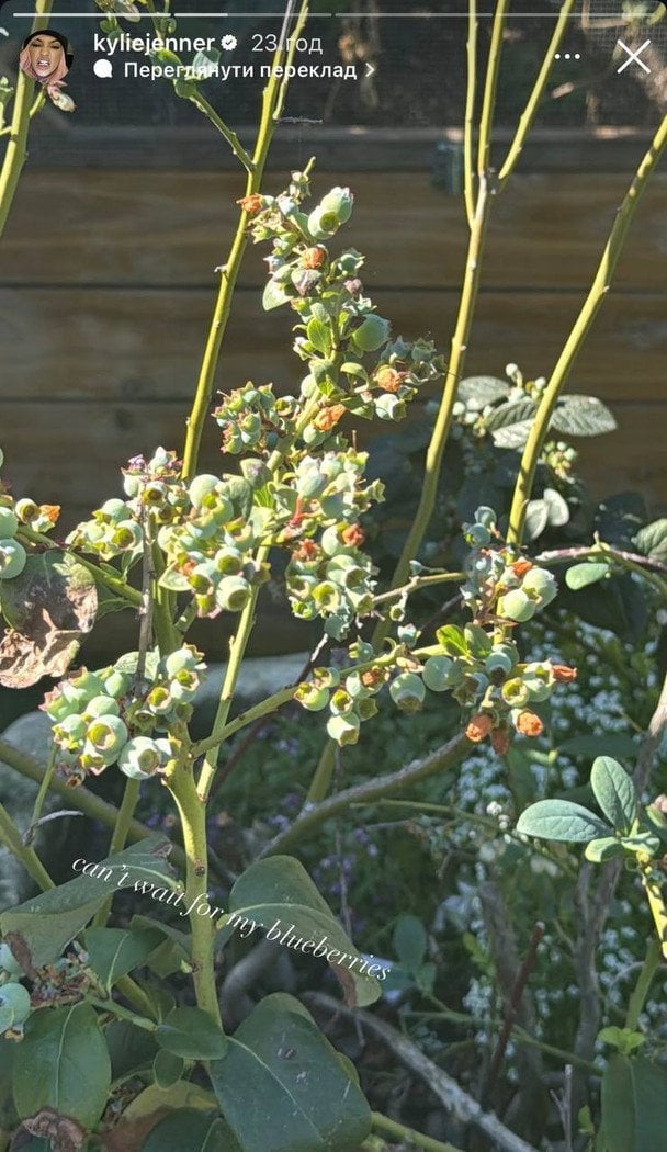 Сад Кайлі Дженнер / © Instagram Кайлі Дженнер