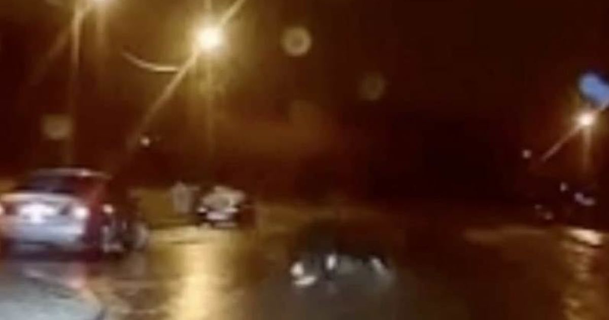 В Харькове мужчина повторил "подвиг" девочки с Андреевского спуска: видео "танцев" на льду