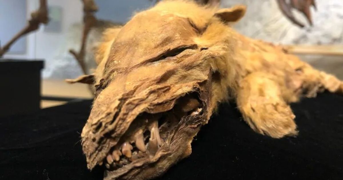 Фото: Cheryl Kawaja/CBC