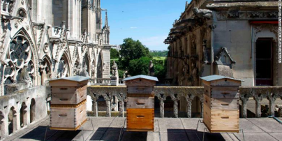 Тисячам бджіл на даху собору Паризької Богоматері вдалося пережити пожежу