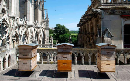 Тисячам бджіл на даху собору Паризької Богоматері вдалося пережити пожежу