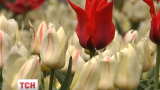 Триста тысяч тюльпанов расцвело на Певческом поле столицы