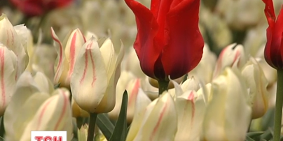 На Співочому полі киянам підготували видовищний тюльпановий сюрприз