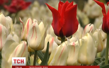 На Певческом поле киевлянам подготовили зрелищный тюльпановый сюрприз