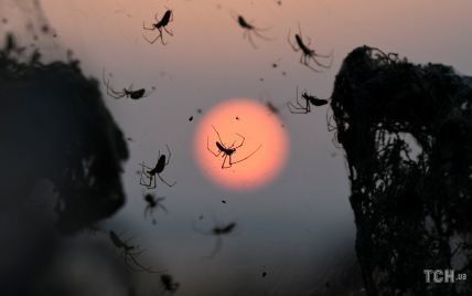 Нічне жахіття арахнофоба. Північ Греції атакували сотні тисяч павуків