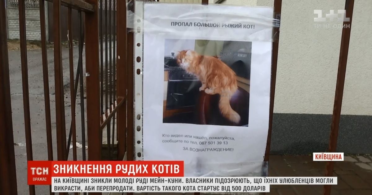 Под Киевом загадочно исчезают элитные мейн-куны