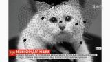 Кішка модельєра Карла Лагерфельда може отримати спадок у двісті мільйонів