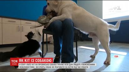 В американском Сент-Луисе кот тренирует собак для людей с инвалидностью