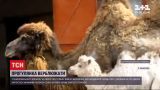 Новини України: у миколаївському зоопарку вперше на прогулянку вивели новонароджене верблюжа  