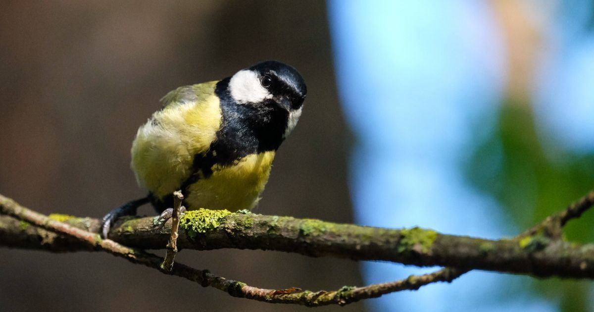 Прогноз погоды на 28 декабря: в Украине местами будет снег с дождем и шквальный ветер