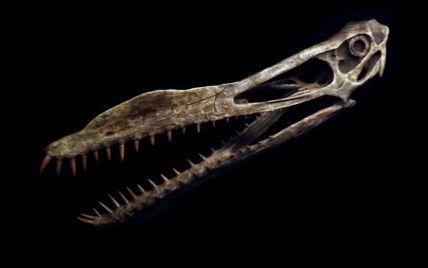 "Настоящий дракон": в Австралии нашли останки гигантского птерозавра