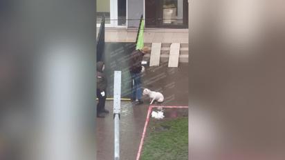 Бил собаку