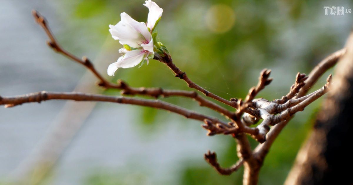 Цвітіння сакури у Японії