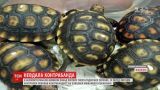В аеропорту столиці Філіппін виявили чотири валізи, наповнені черепахами рідкісних видів