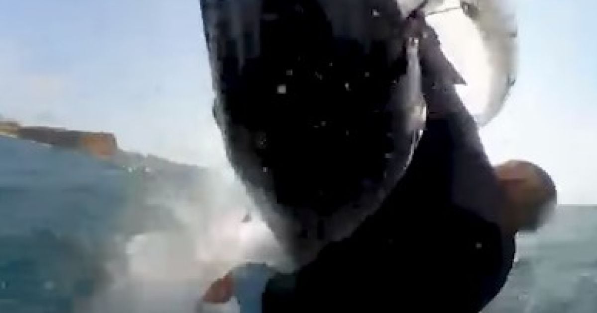 Горбатий кит збив серфінгіста