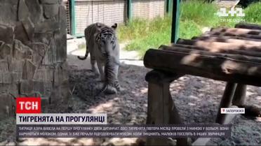 Новини України: у Бердянську бенгальські тигренята вперше вийшли на прогулянку