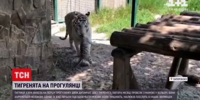 Новини України: у Бердянську бенгальські тигренята вперше вийшли на прогулянку