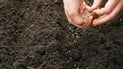 Вирощування помідорів під зиму