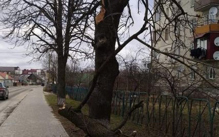 "Пришлось зашивать": на Волыни дерево упало на дедушку с внучкой