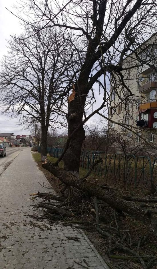 "Довелося зашивати": на Волині дерево впало на дідуся з онукою
