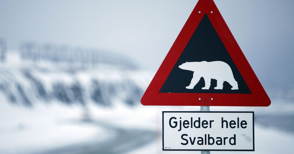 На норвезькому Шпіцбергені уперше за майже десятиліття білий ведмідь вбив людину