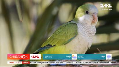 Папуга-монах: представлємо цікаві факти про вид