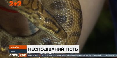 Пітон заповз під ліжко харків’янина