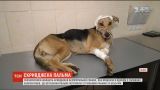 Обиженная Пальма: во Львове неизвестные жестоко поиздевались над бездомной собакой