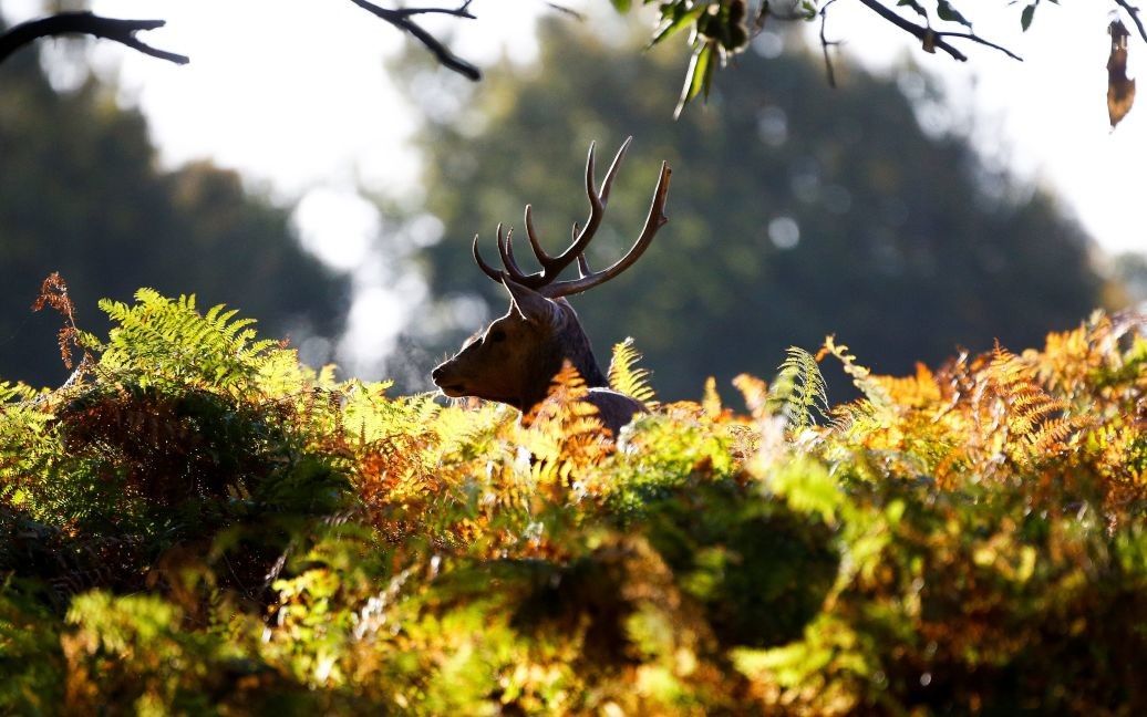 Осень в Британии / © Reuters