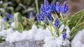 Мускарі в снігу