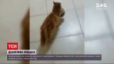 Новости мира: в Турции бездомная кошка принесла своих малышей к ветеринару